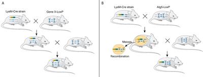 Is <mark class="highlighted">LysM-Cre</mark> a good candidate Cre for knocking out Atg5 gene in mice?